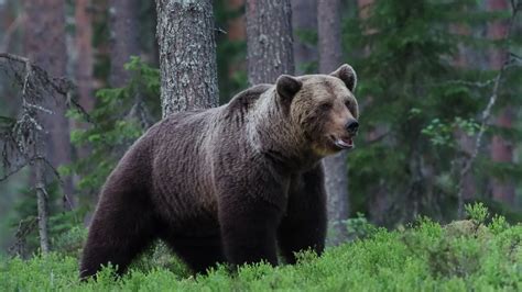 hay osos en madrid|Cuando el oso habitaba los bosques madrileños